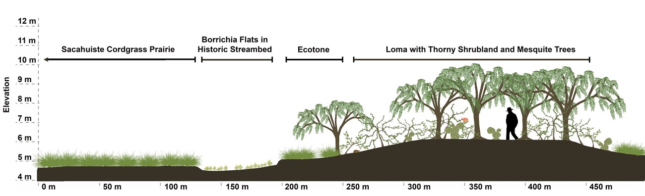 Illustration showing landscape wih sacahuiste prairie, borrichia flats in old streambeds, woody shrubs, prickly pear (Opuntia englemannii) and other cacti, and Mesquite trees with measurements of ground and height on the axis.