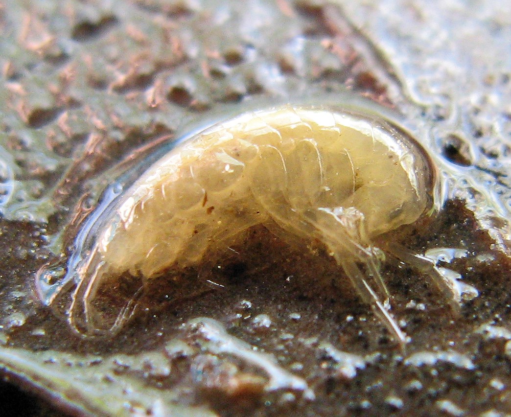 Stygobromus tenuis potomacus Tiny, yellow-ish crustacean curled up a little on a wet leaf.