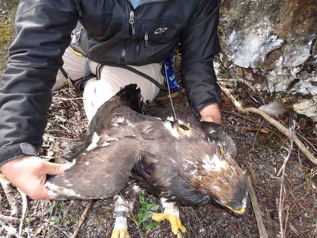 A golden eagle chick is fitted with a transmitter.