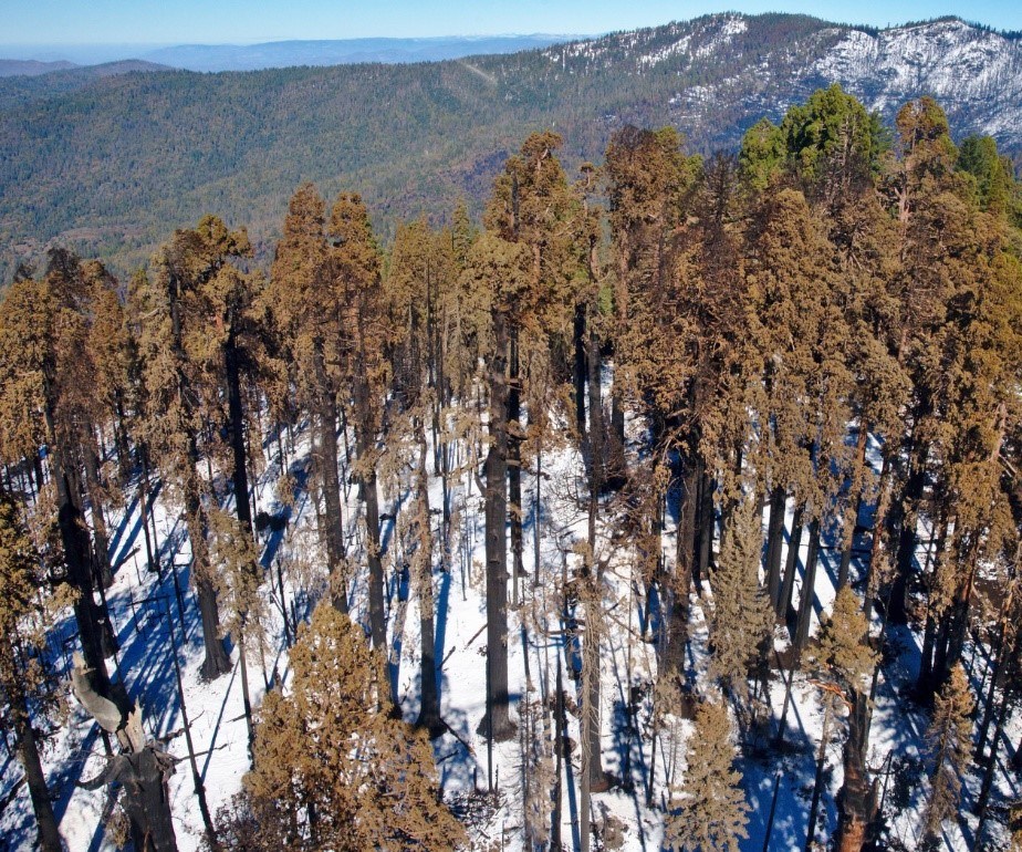 A photo taken from overhead showing a small forested area. The trees have blackened trunks and scorched foliage.