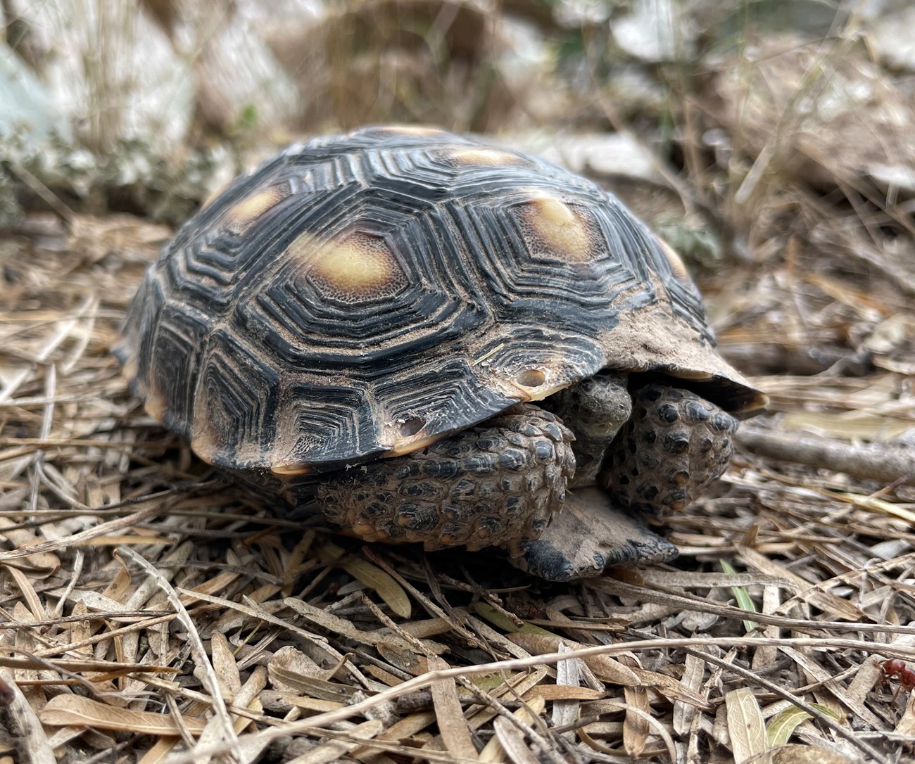turtle sitting on ground cover