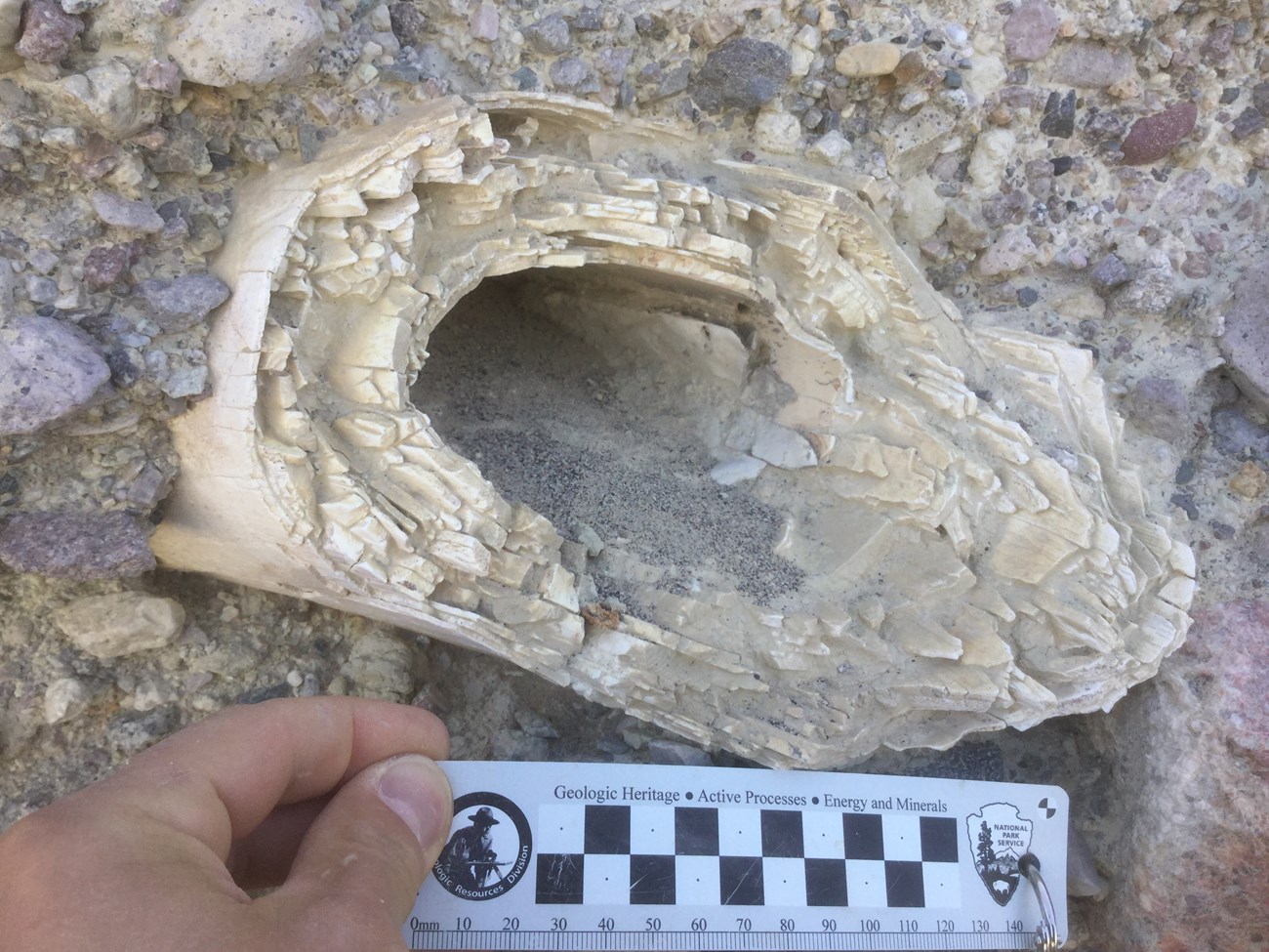 fossil mammoth tusk