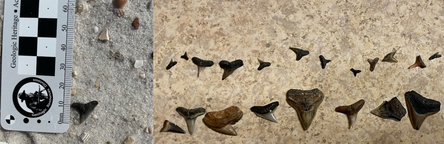 2 photos of fossil shark teeth