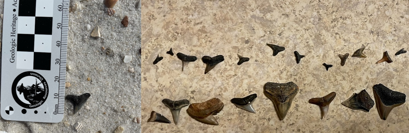 Figure 2 visaggi 2 photos of fossil shark teeth