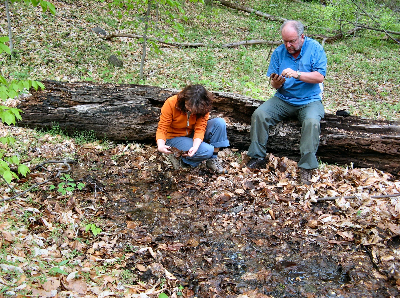 Seepage spring sampling Two people examining wet leaves from a watery spot on the ground in front of them. One person is crouched over the water and the other is seated just behind her on a large rotting log.