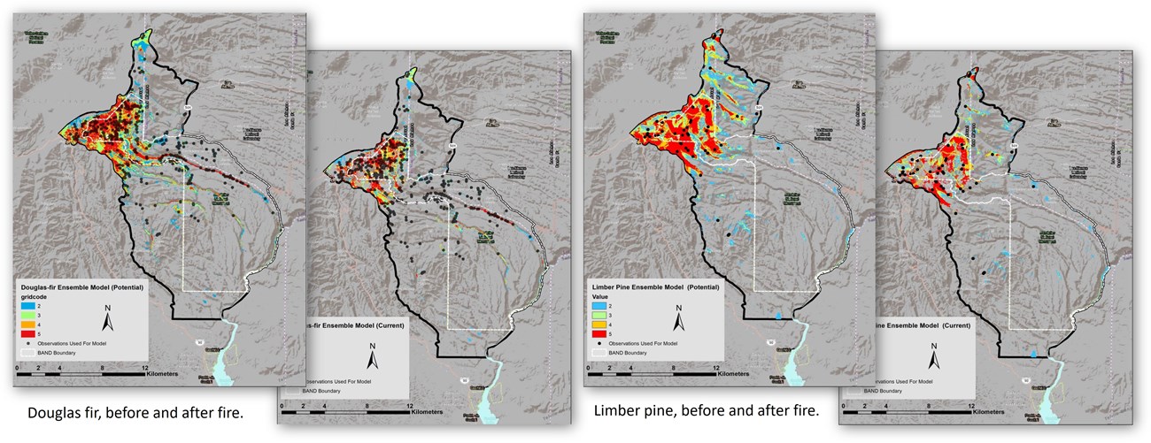 Habitat suitability models for Douglas fir and limber pine before and after wildfire.