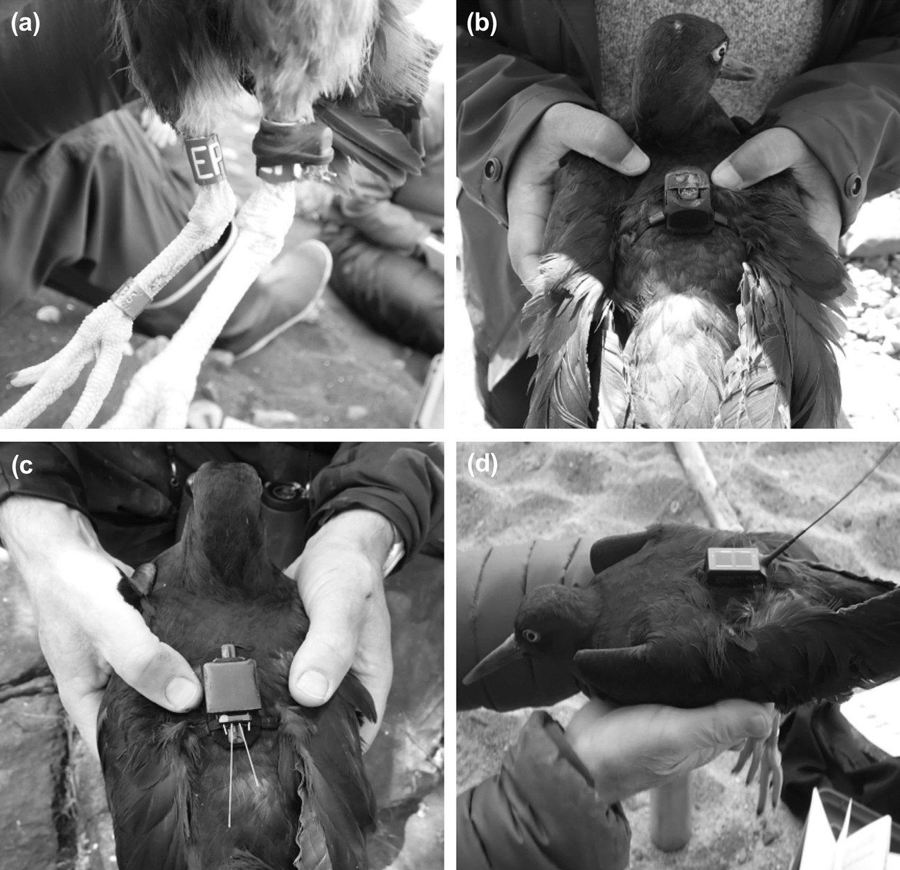 Tracking device attachments Series of 4 black & white photos of tracking devices on black oystercatchers. One shows a tiny device taped to a band on a bird's upper leg. The others show different devices on birds' backs, like little backpacks, with & without short & long antennas.
