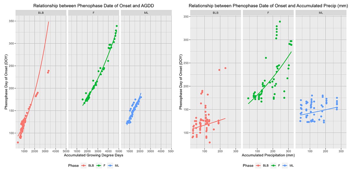 Figure 2_phenophase_NEW_web Two graphs that show the relationship between warmth and rain in oak phenology timing.