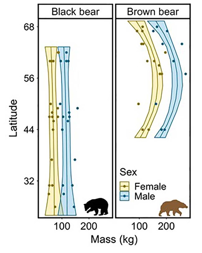 A figure comparing black and brown bear body size by sex and latitude.