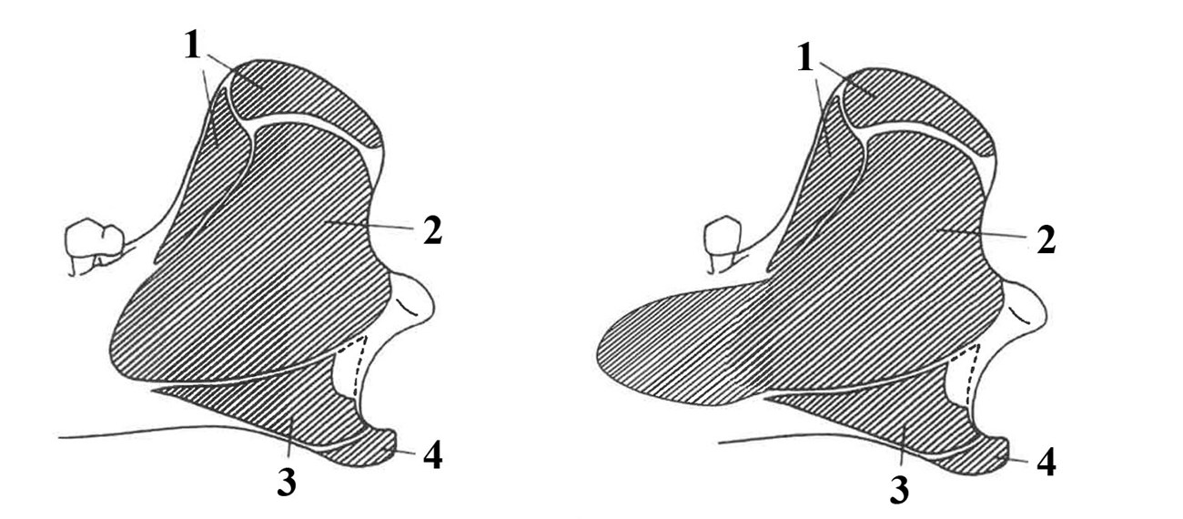 2 line drawings of features of a segment of fossil jaw bone