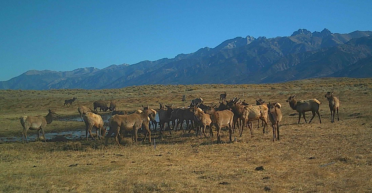 Figure 3 all ungulates_cropped_web_article_v2 Elk and bison grazing a shallow, sparsely vegetation wet area.