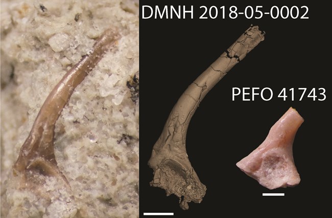 New fossils clarify the early evolution of modern frogs in North America: Figure 3 An image of a small fossil frog hip bone in sandstone next to images of other partial fossil frog hip bones over a black background.