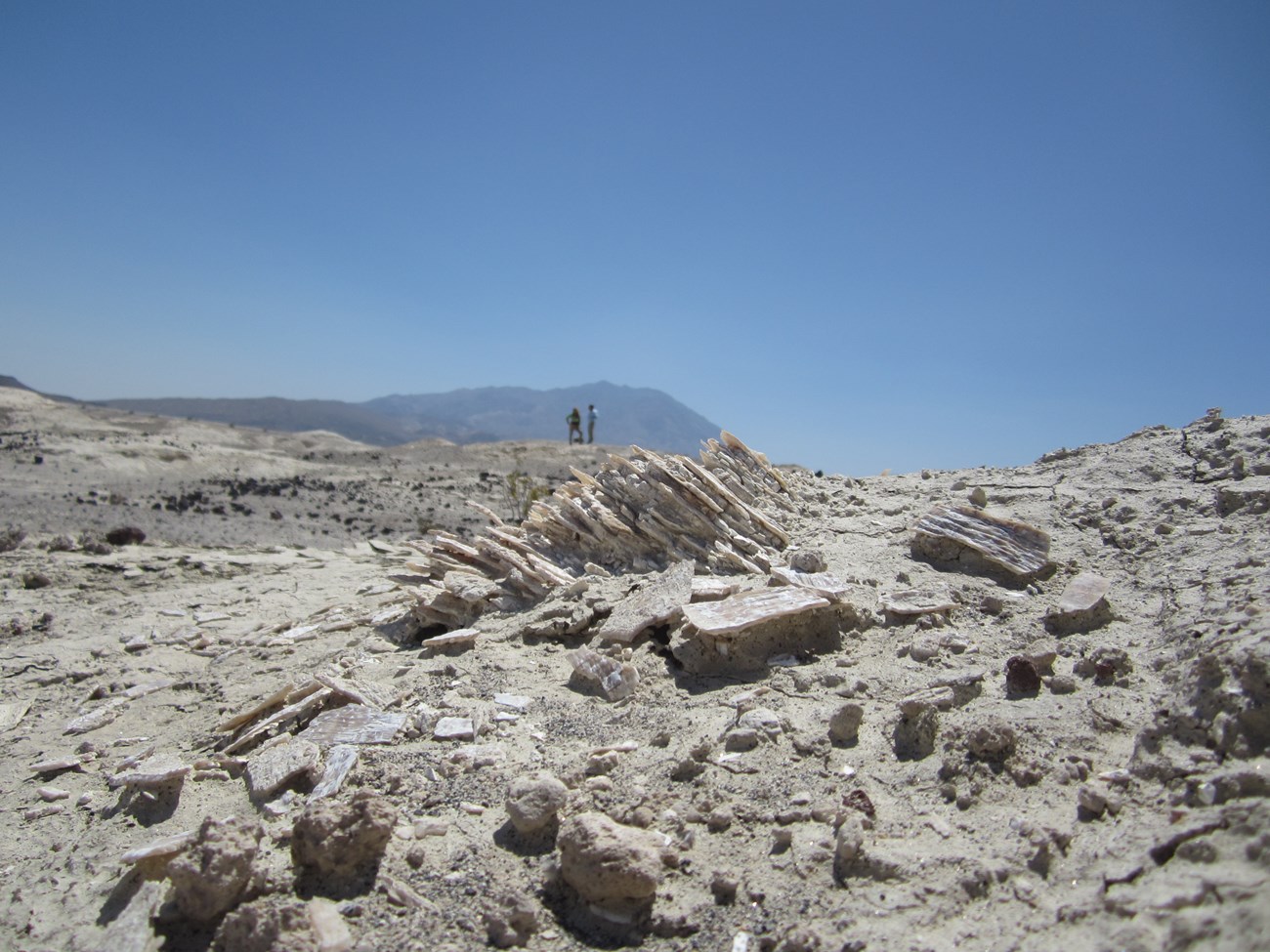 Figure 3 fossils on the ground