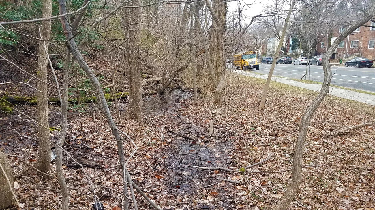 Amphipod discovery site Patches of shallow surface water on a forest floor immediately adjacent to a sidewalk and street with multi-story buildings on the opposite side. Fallen leaves coat the ground, and a school bus is driving down the street.