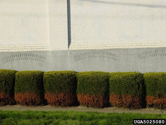 Four shrubs next to each other with green tops and brown bottoms