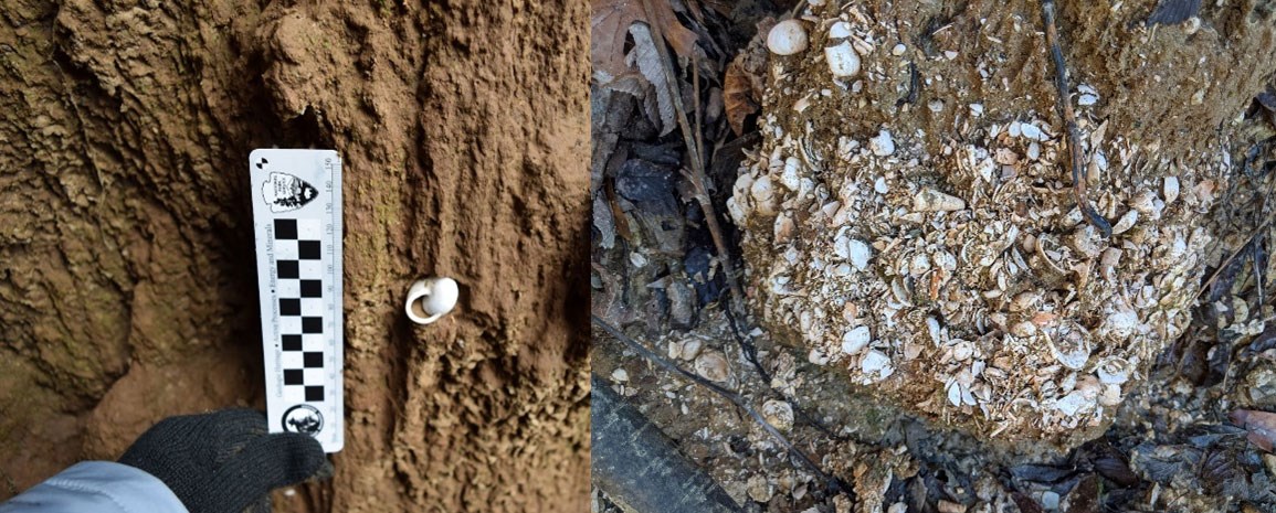 2 photos of fossil snail shells shown in the field