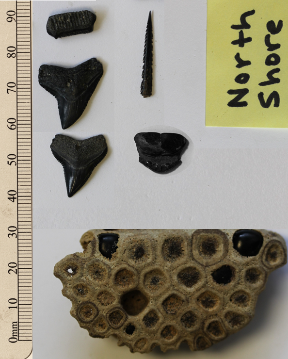 Figure 4 fopu Photo of fossils displayed on a table.
