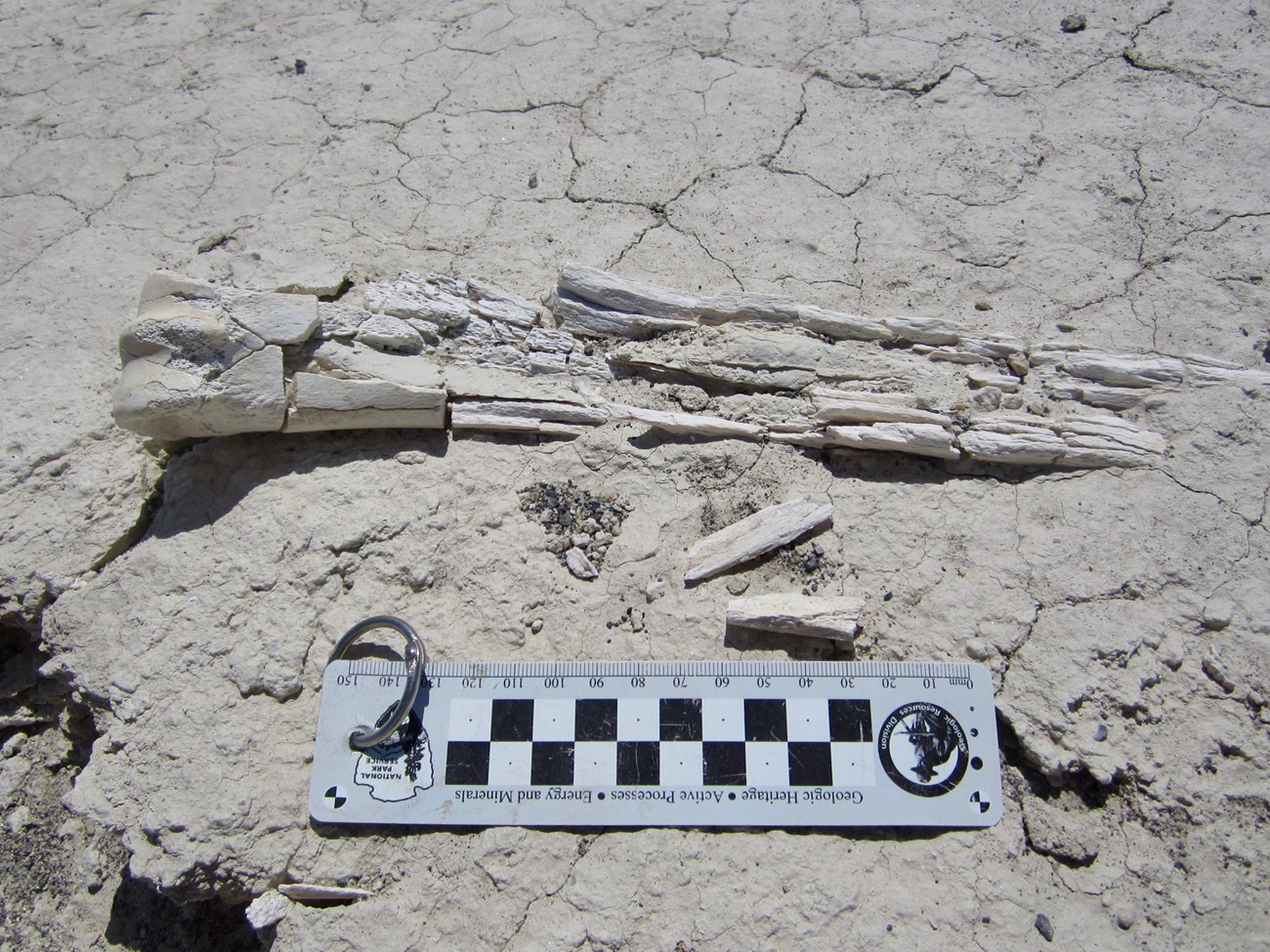 Figure 4 fossils on the ground