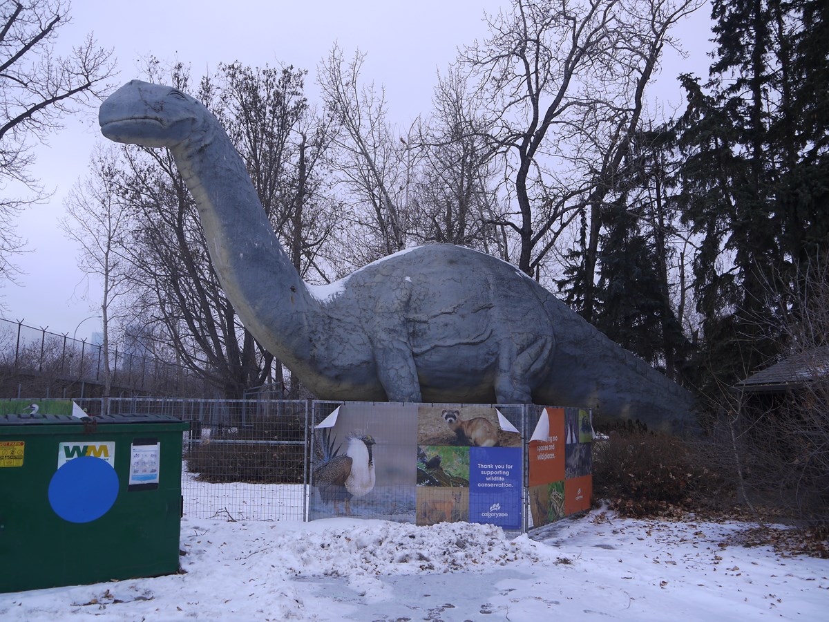 Large gray apatosaurus like dinosaur behind a fence with snow on the ground.