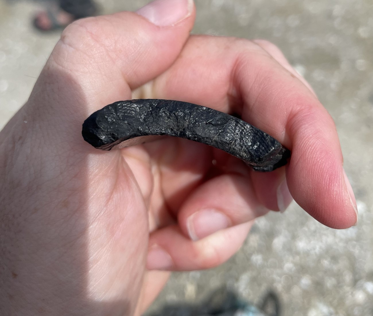 Photo of a person holding a fossil.