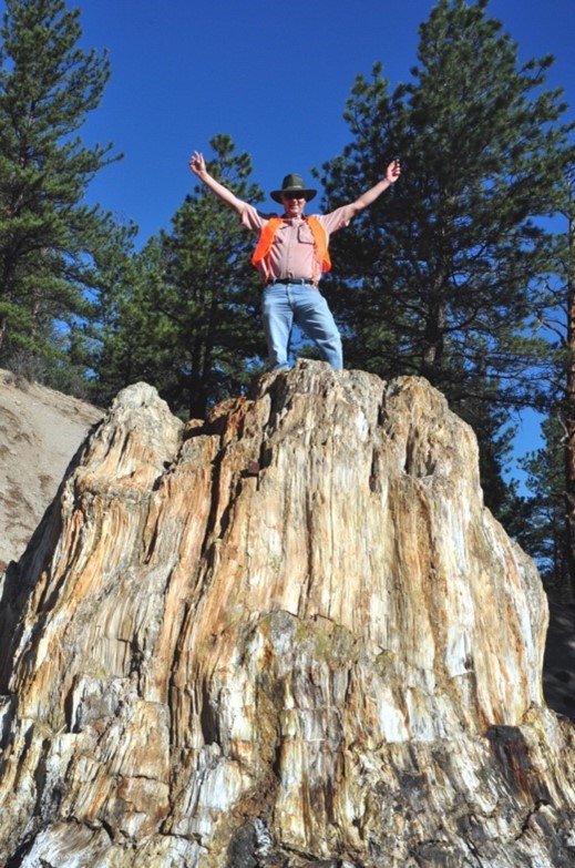 a person standing high upon a fossil tree stump