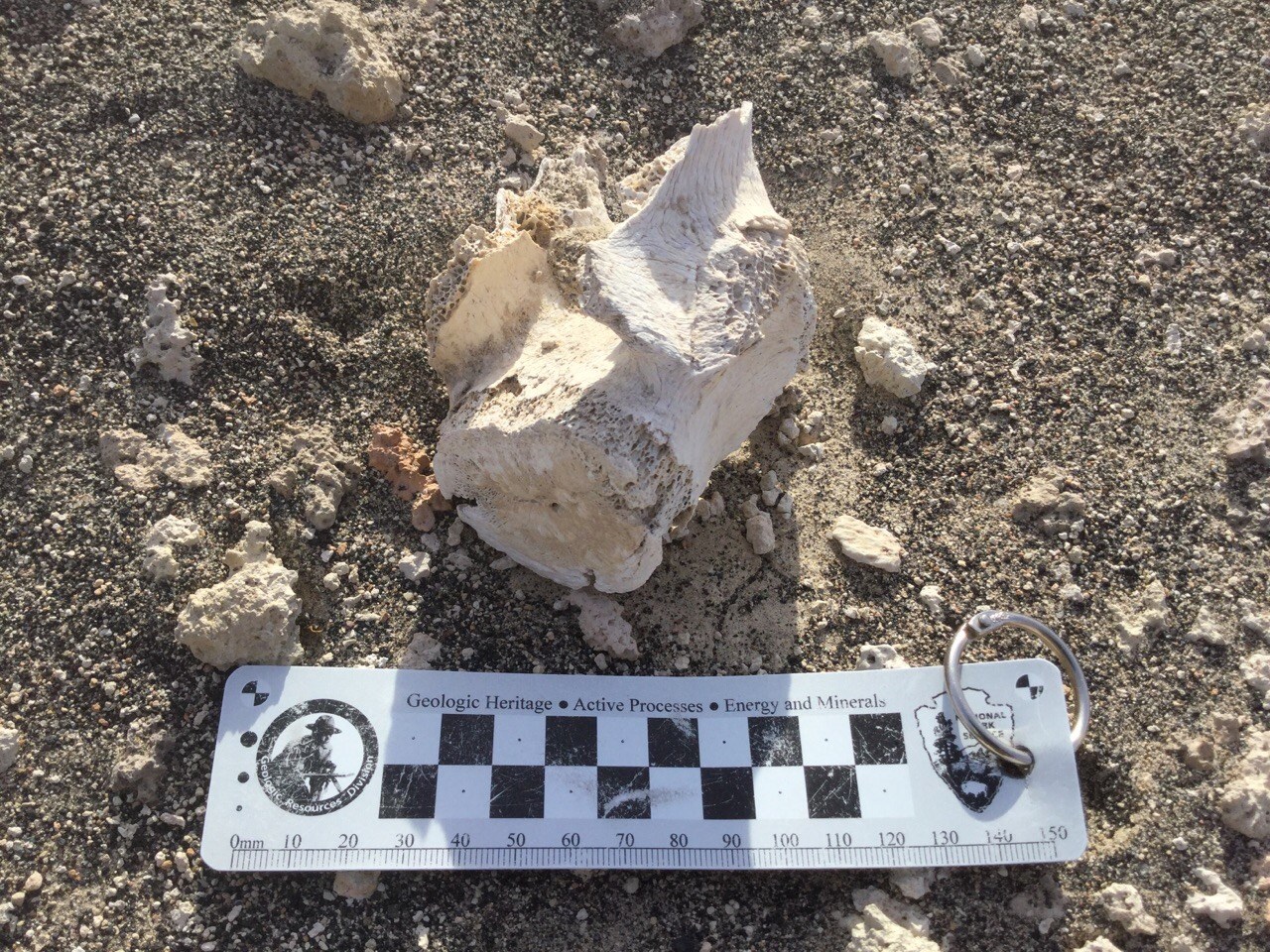 fossil bone on the ground