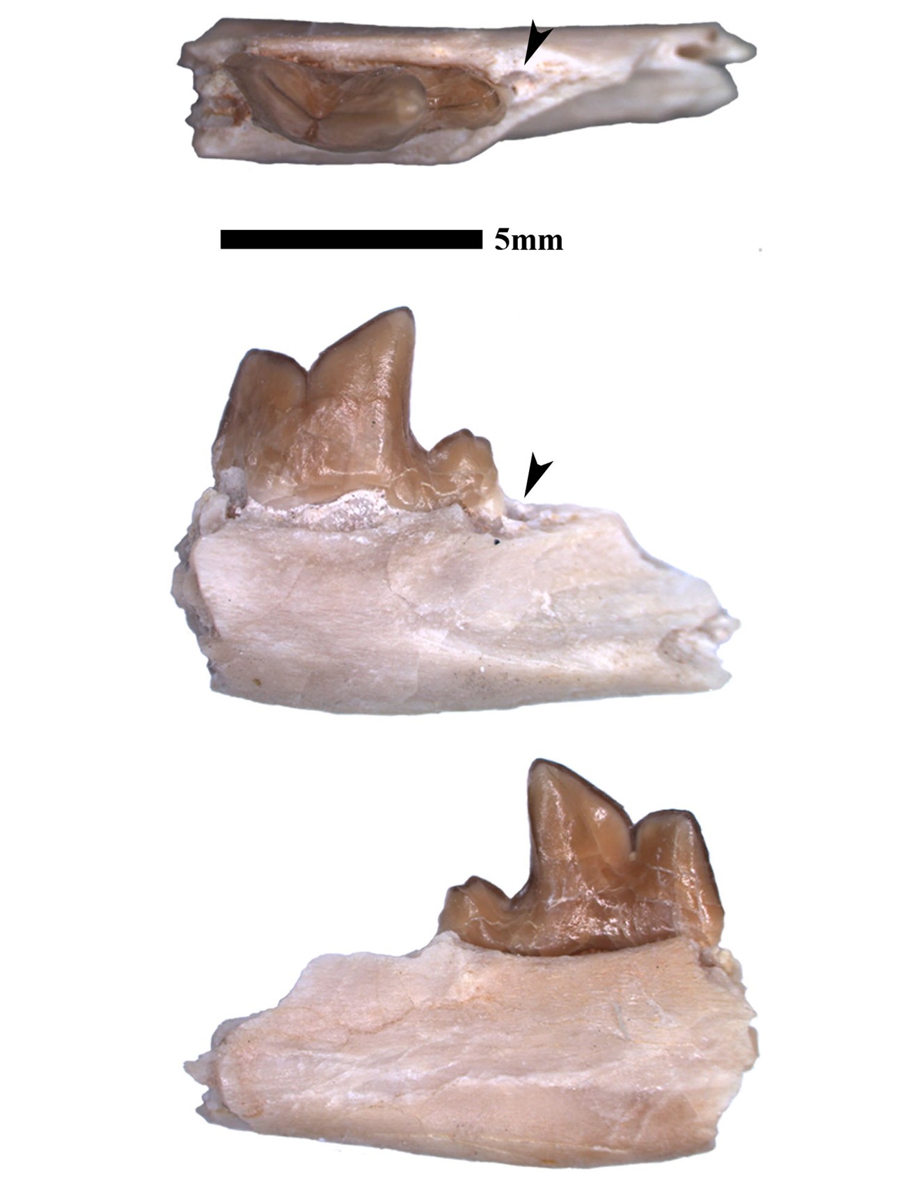 3 photos showing different views of a fossil jaw fragment with teeth