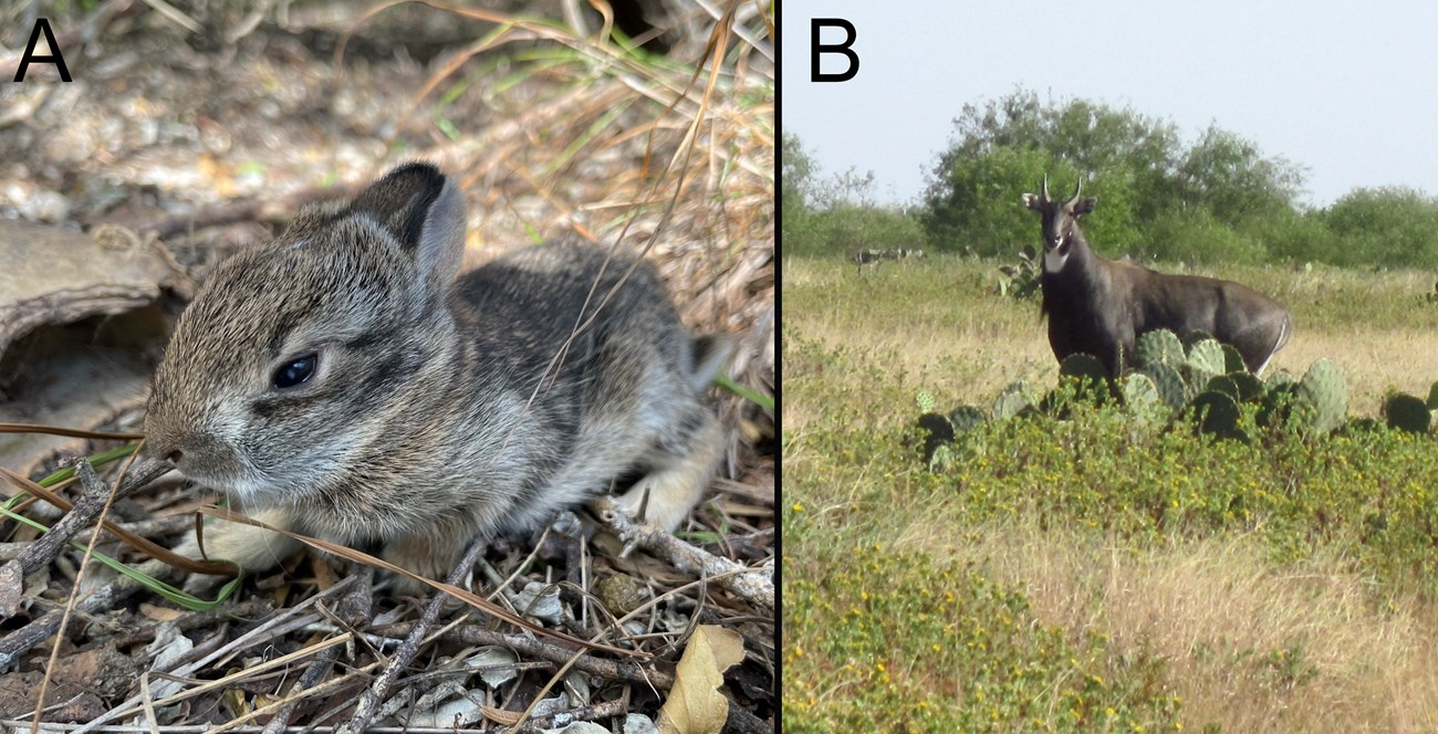 a very small juvenile rabbit and a large non-native ungulate