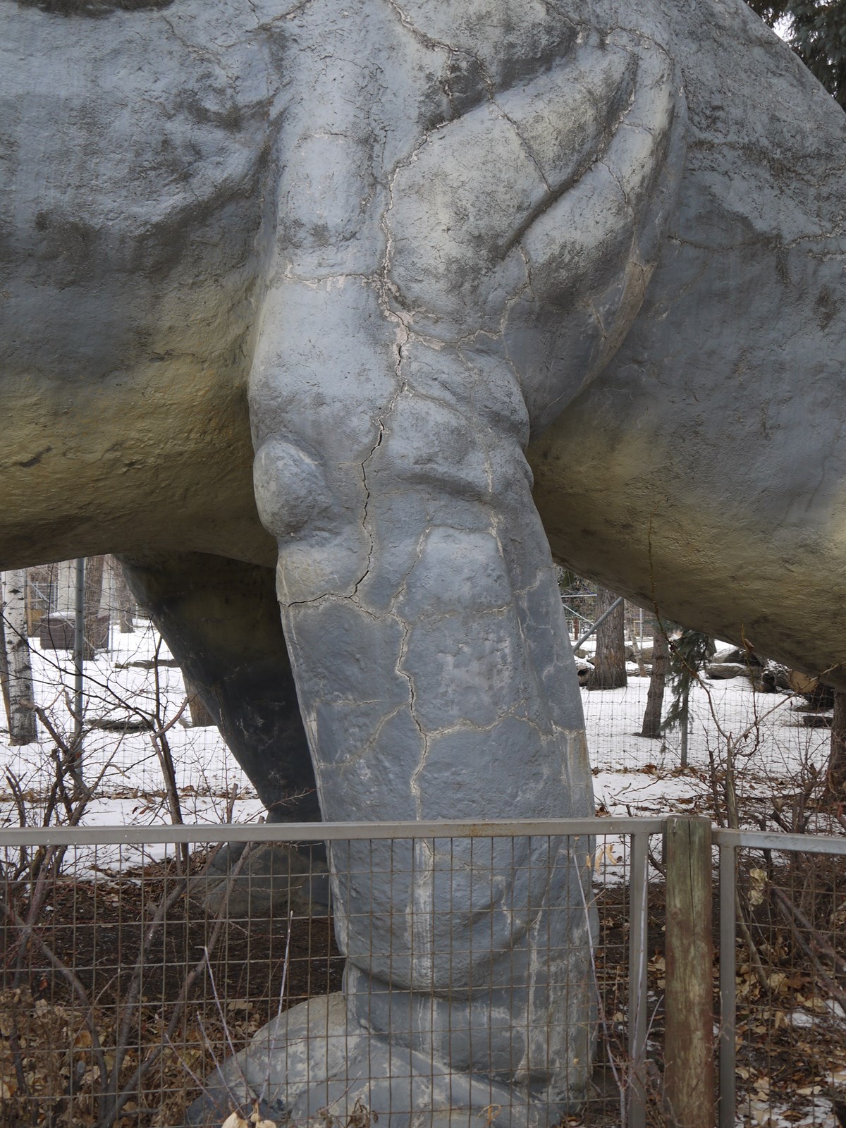 Closeup of cracked hind left leg of dinosaur.