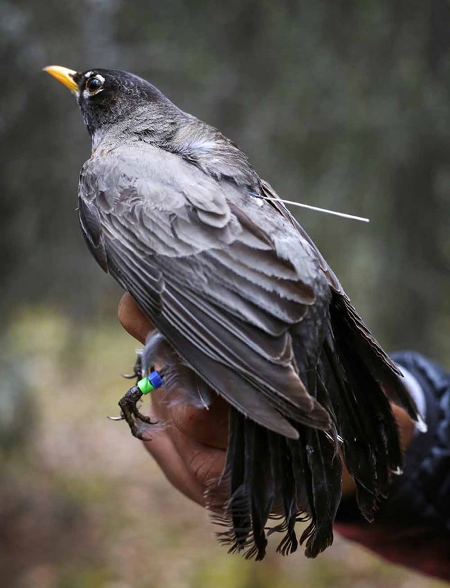 Figure 6_robin_web A robin with a transmitter.