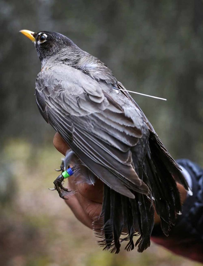 A robin with a transmitter.