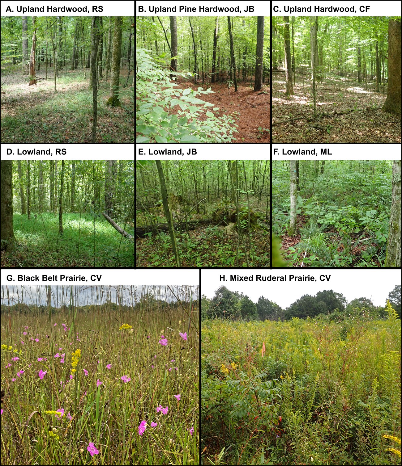 Vegetation classes of I&M plots on the Natchez Trace Parkway