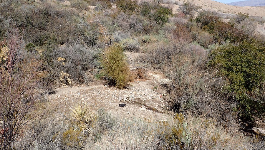 A cross-view of a scoured drainage containing a spring complex and the intermittently wetted channel in a hilly area with desert shrubs..