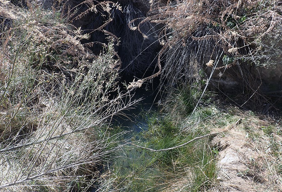 Grapevine Spring A blue-green pool of water surrounded and somewhat obscured by overhanging dry vegetation on the banks and bright green plants growing in and next to the water channel flowing from the pool.