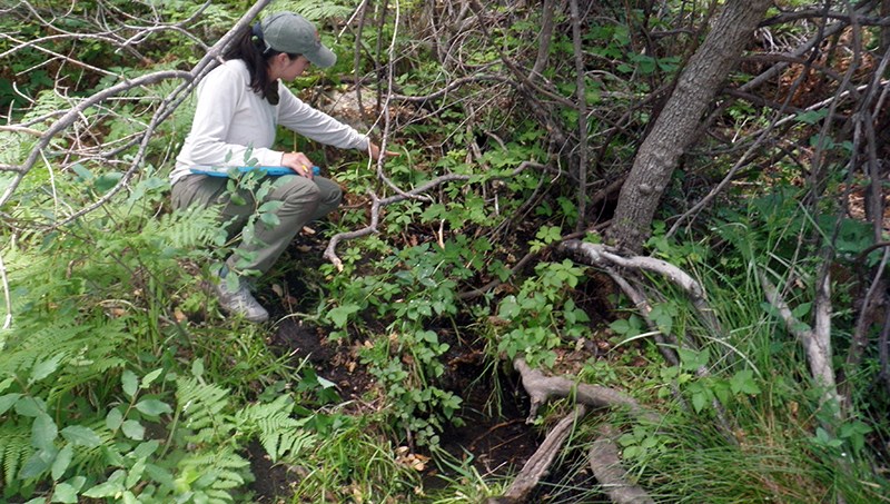 A person crouched down pointing at a narrow stream of water in a dense woodland.