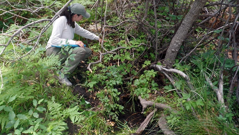 Dark Spring A person crouched down pointing at a narrow stream of water in a dense woodland.