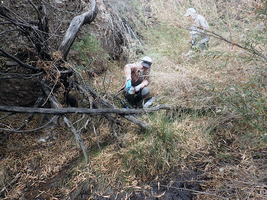 A person crouched down holding a water bottle sample by a shallow water channel in a vegetation filled depression.