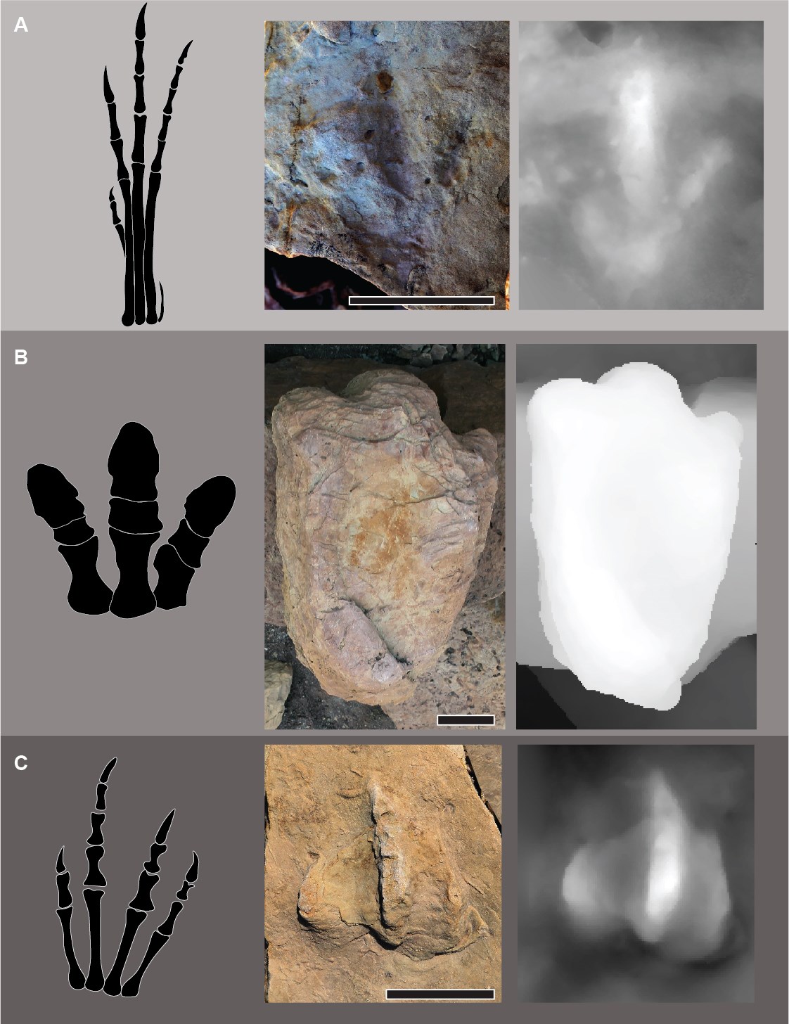 9 images and drawings of trace fossils