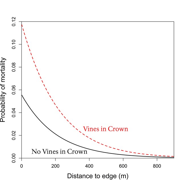 Line graph showing tree mortality increasing as vines reach the crowns of trees.