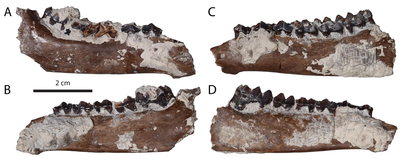 Figure6_Pronodens Four images of fossil jawbones.