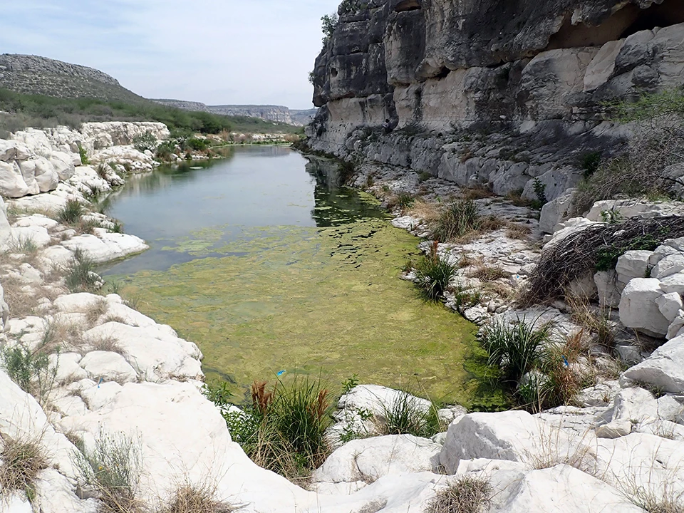 Big Satan Canyon Spring Figure 6. An elongated pool with algae covering approximately half of its surface, surrounded on three sides by white and grey rock dotted with patches of green vegetation.