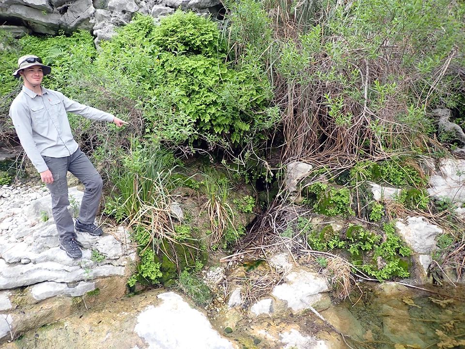 Hanging garden at Dead Man's Canyon Spring Figure 9. A person points to green vegetation on a cliff wall, where water seeps onto white rocks dotted with plants.