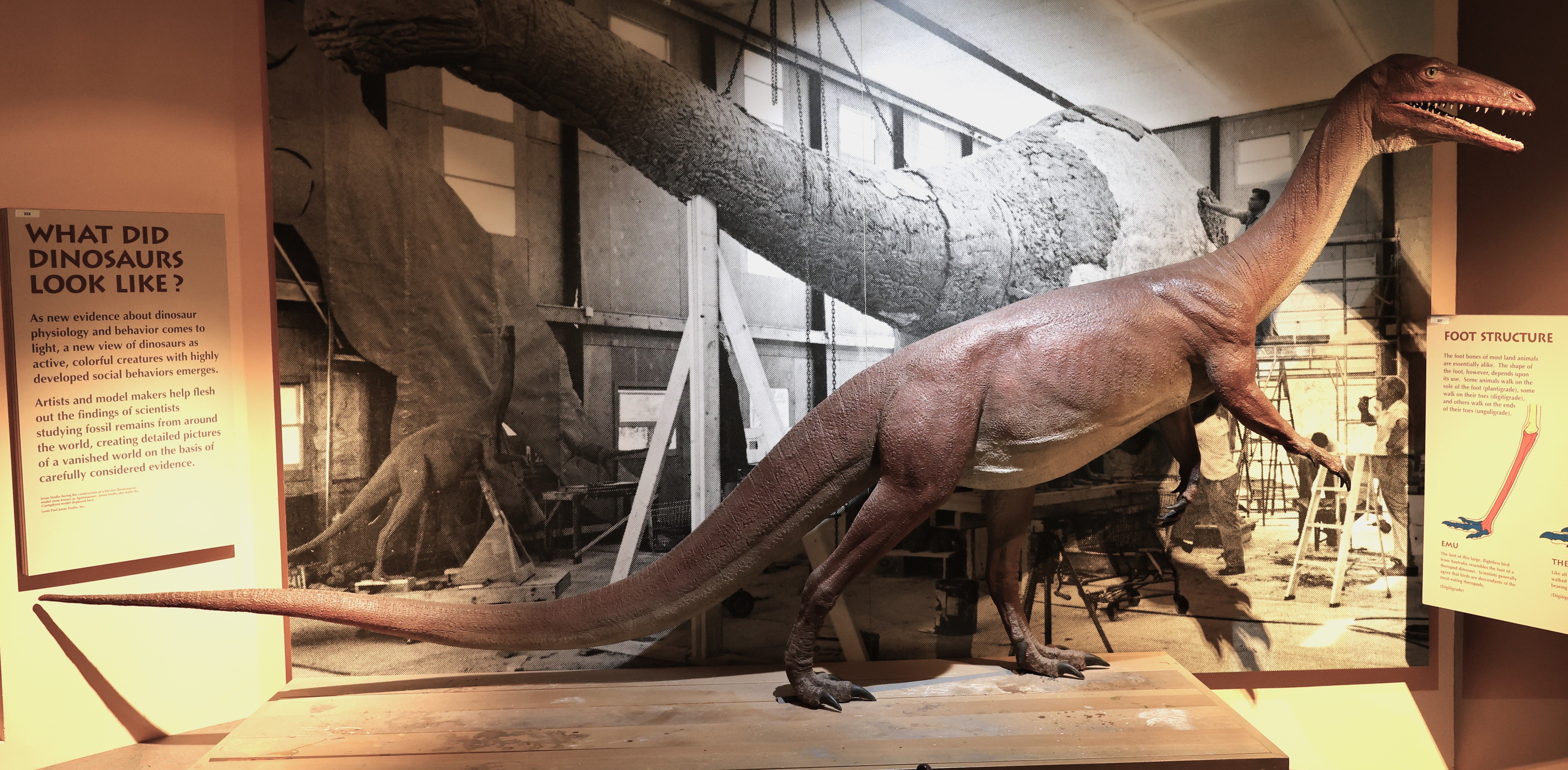 Photo of a dinosaur exhibit.