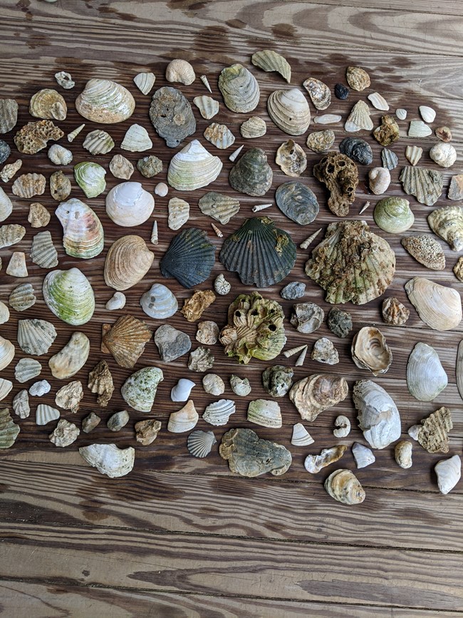 a collection of shells on wood planks