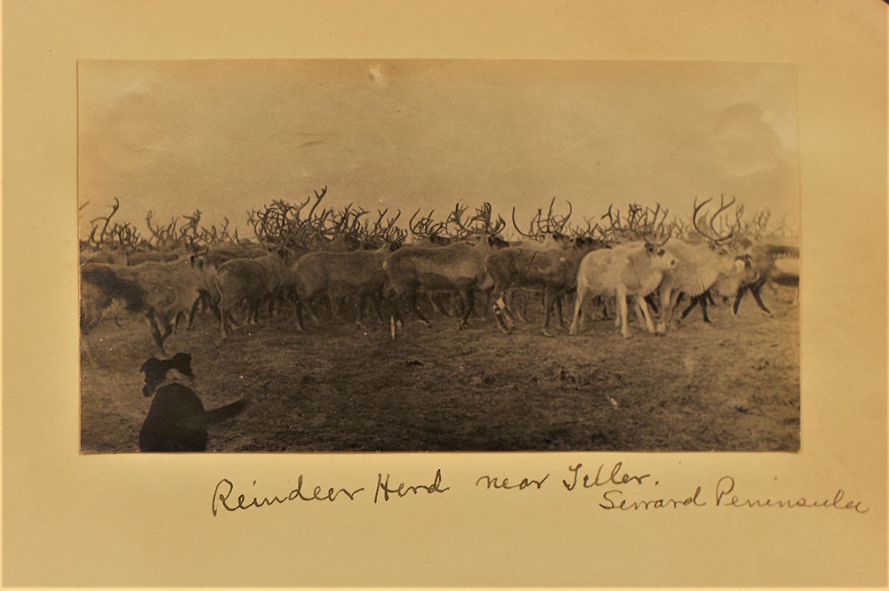 Historical photo of reindeer herd.