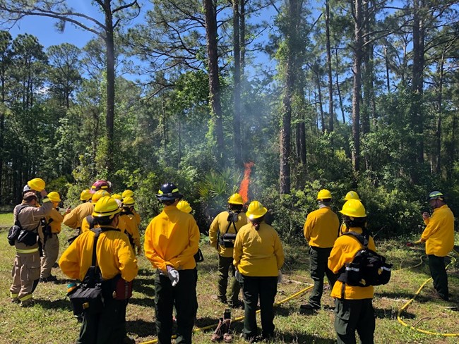 Men in firefighting gear gathered around a burning bush.