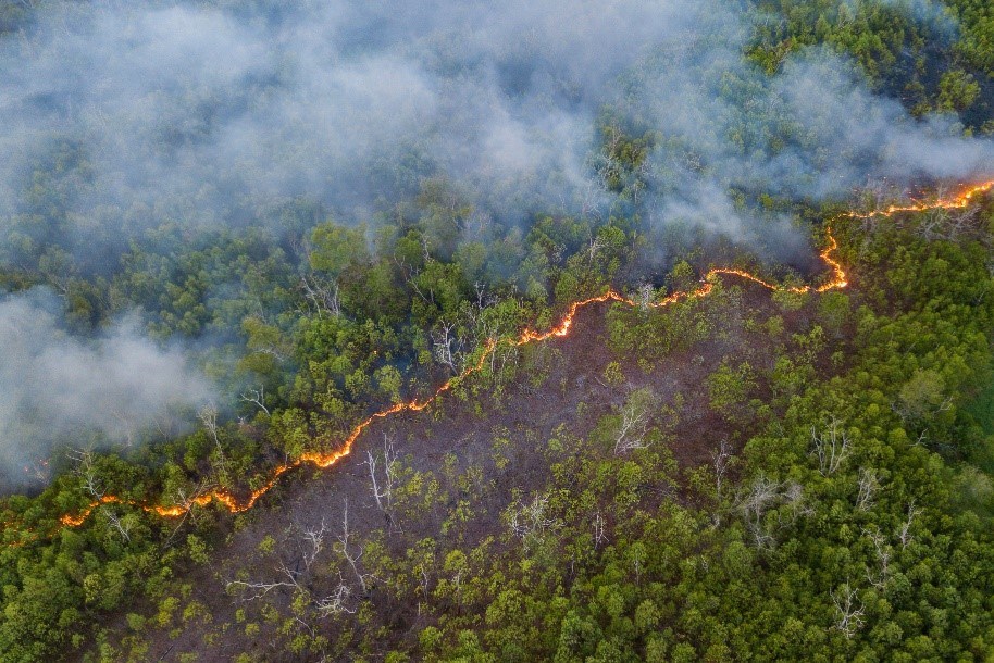wildland fire wildland fire