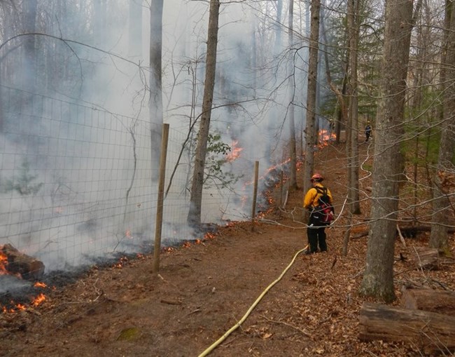 Fire fighter monitoring controlled burn in forest.