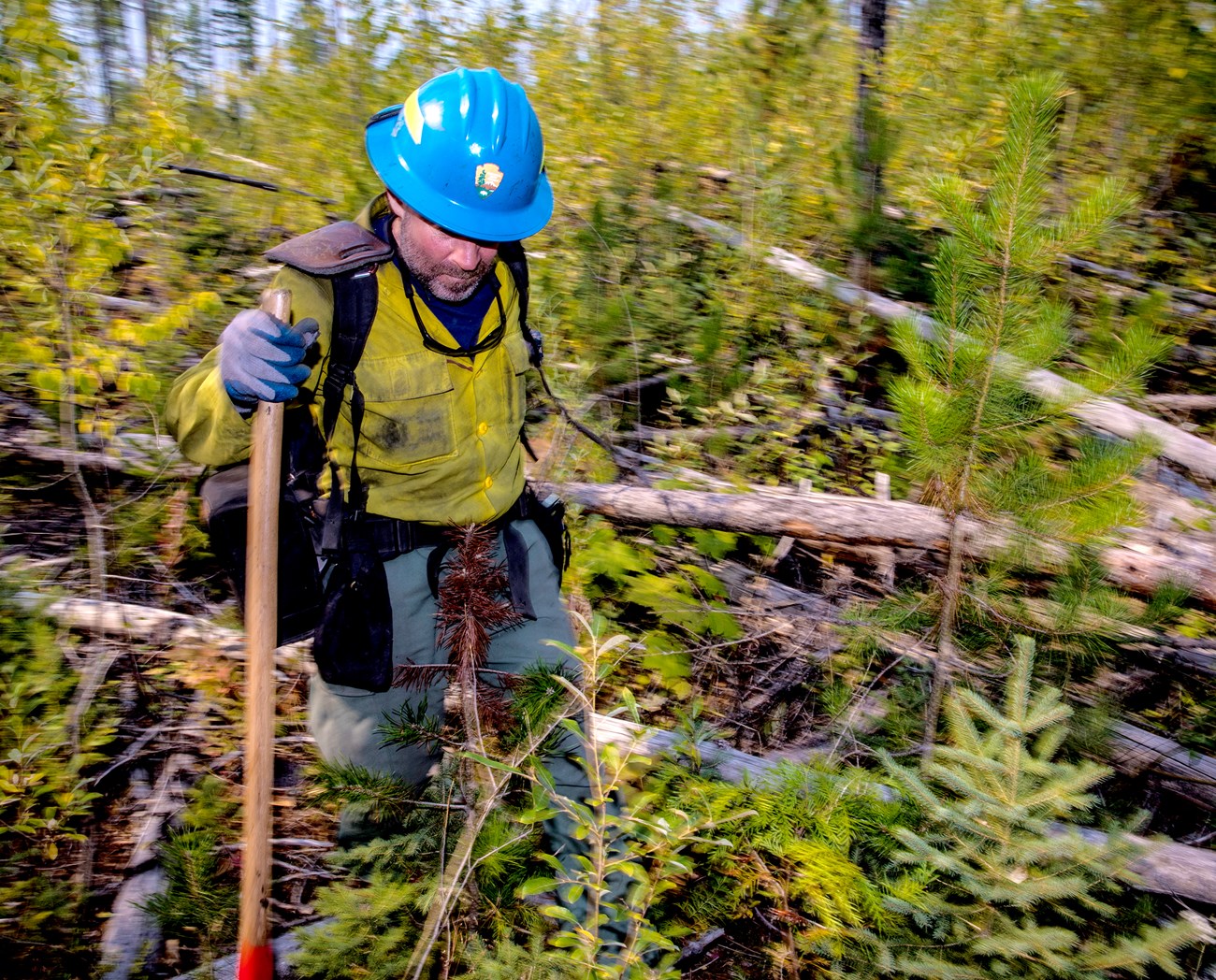 Firefighter among dead and downed trees