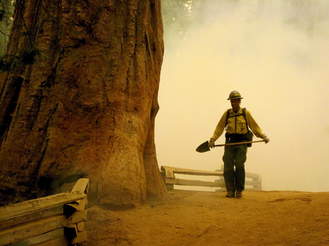 Firefighter walks next to a giant sequoia in a smoke-filled scene